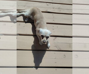 Coco- real cuddler and loverbug - Male Chihuahua-Unknown Mix Dog for Adoption - Photo #2