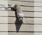 Small Photo #2 Chihuahua-Unknown Mix Puppy For Sale in Apple Valley, CA, USA