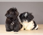 Small Photo #9 Shih Tzu Puppy For Sale in SCOTTSDALE, AZ, USA