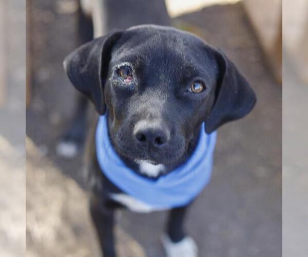 Medium Photo #1 Mutt Puppy For Sale in San Antonio, TX, USA