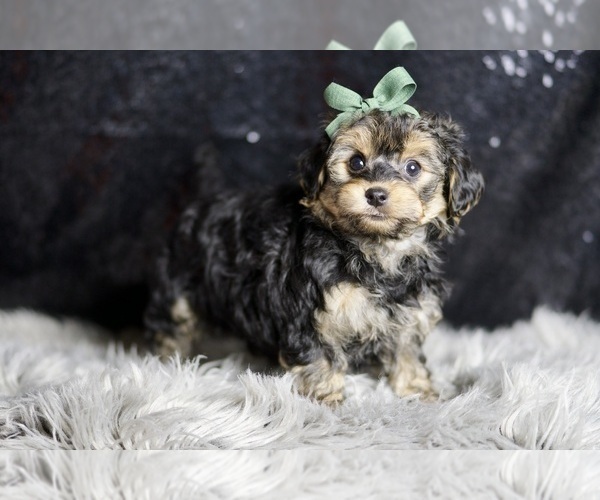 Medium Photo #3 YorkiePoo Puppy For Sale in WARSAW, IN, USA