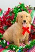 Small Photo #1 Golden Retriever Puppy For Sale in PLYMOUTH, OH, USA
