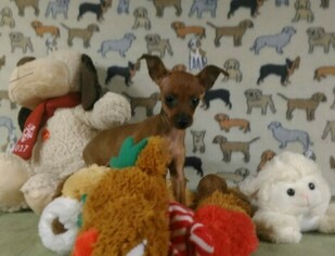 Miniature Pinscher Puppy for sale in NORTH, NC, USA
