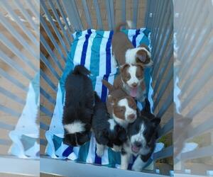 Border Collie Dog for Adoption in SACRAMENTO, California USA