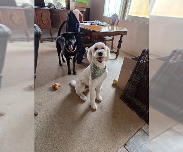 Medium Photo #2 Poodle (Standard)-Unknown Mix Puppy For Sale in San Diego, CA, USA