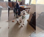 Small #1 Poodle (Standard) Mix