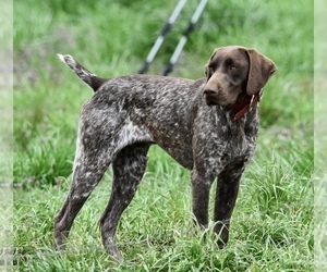 Father of the German Shorthaired Pointer puppies born on 12/10/2022