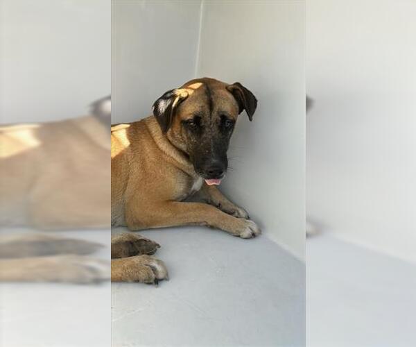 Medium Photo #1 German Shepherd Dog-Unknown Mix Puppy For Sale in Houston, TX, USA