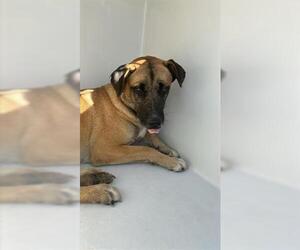 German Shepherd Dog-Unknown Mix Dogs for adoption in Houston, TX, USA