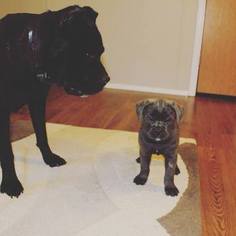 Mother of the Cane Corso puppies born on 02/14/2018