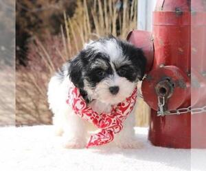 Havanese Puppy for sale in ORO VALLEY, AZ, USA