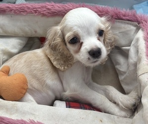 Cocker Spaniel Puppy for sale in CEDAR HILL, TX, USA