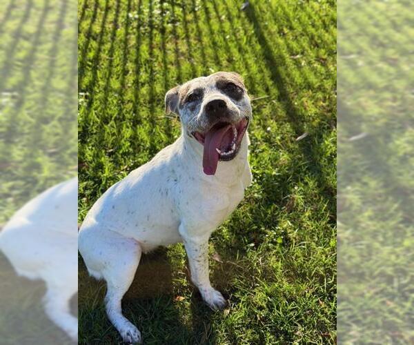 Medium Photo #1 Mutt Puppy For Sale in Sugar Land, TX, USA