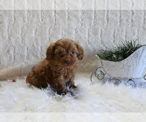 Cockapoo Puppy for sale in FRESNO, OH, USA