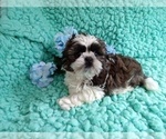 Small Photo #4 Shih Tzu Puppy For Sale in LAUREL, MS, USA