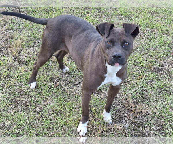 Medium Photo #6 Boxer-Unknown Mix Puppy For Sale in Anniston, AL, USA