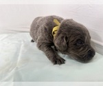 Puppy Ms Yellow Newfoundland
