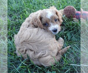 Cavapoo Puppy for sale in CARLISLE, KY, USA