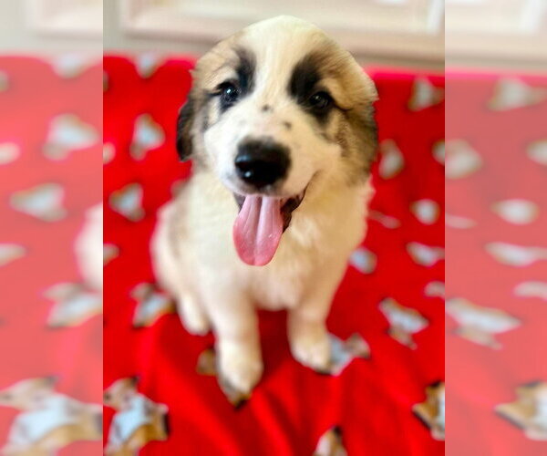 Medium Photo #2 Great Pyrenees-Unknown Mix Puppy For Sale in Osgood, IN, USA