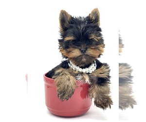 Yorkshire Terrier Puppy for sale in CORAL SPRINGS, FL, USA