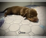 Small Photo #34 Dachshund Puppy For Sale in ROCKWALL, TX, USA