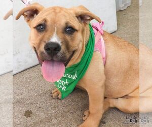 Labrador Retriever-Unknown Mix Dogs for adoption in Washington, DC, USA