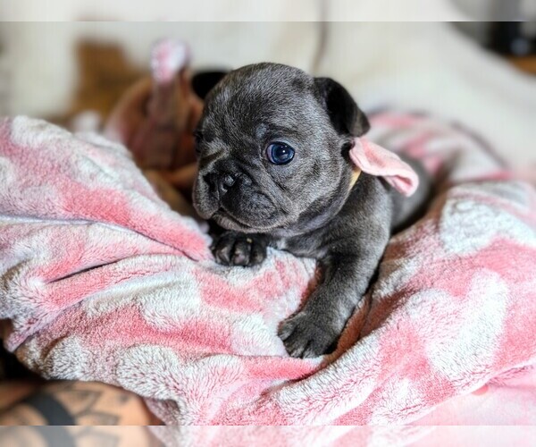 Medium Photo #4 French Bulldog Puppy For Sale in ELM GROVE, WI, USA