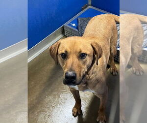 Labrador Retriever-Unknown Mix Dogs for adoption in Pierceton , IN, USA