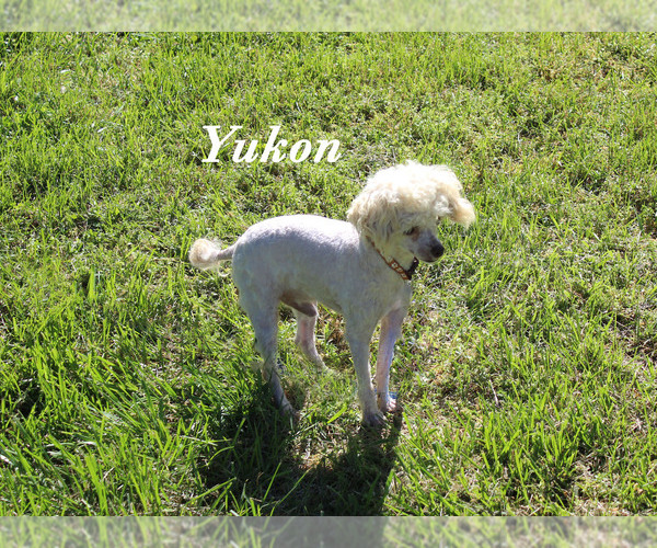 Medium Photo #19 Poodle (Toy) Puppy For Sale in CHANUTE, KS, USA