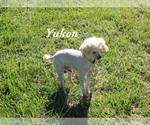 Small #18 Poodle (Toy)