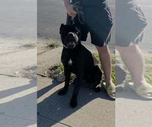 Father of the Cane Corso puppies born on 10/02/2026