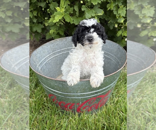 Medium Photo #2 Poodle (Miniature) Puppy For Sale in MIDDLEBURY, IN, USA