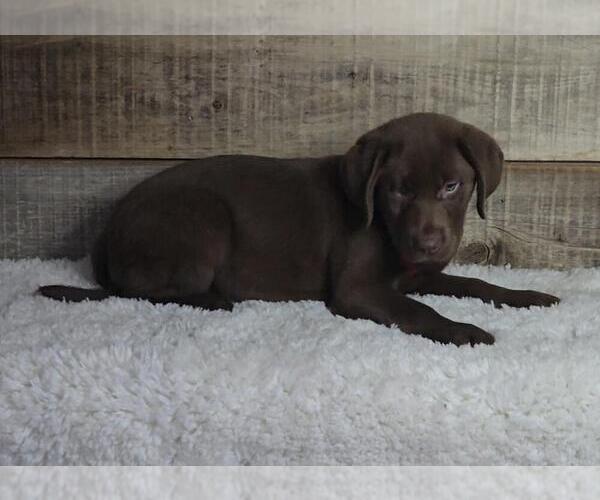 Medium Photo #4 Labrador Retriever Puppy For Sale in JASONVILLE, IN, USA