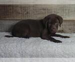 Small #3 Labrador Retriever
