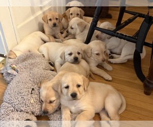 Labrador Retriever Puppy for sale in MORGANTON, NC, USA
