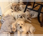 Small Labrador Retriever