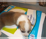 Small Photo #6 Pembroke Welsh Corgi Puppy For Sale in CIMARRON, NM, USA