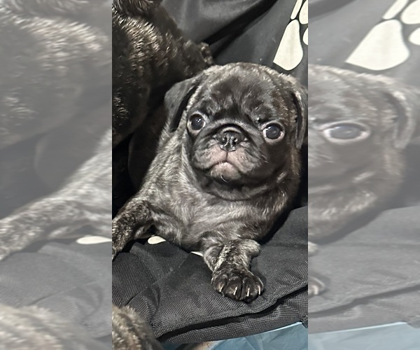 Medium Photo #51 Pug Puppy For Sale in TROY, MO, USA