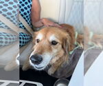 Small #1 Golden Retriever Mix