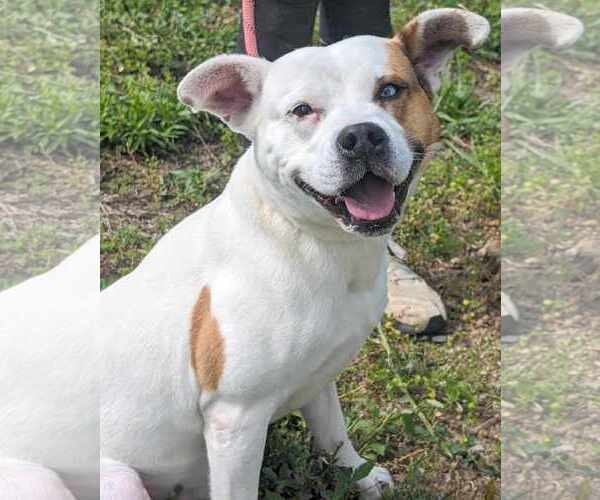 Medium Photo #3 American Bulldog-Unknown Mix Puppy For Sale in Anniston, AL, USA