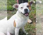 Small #2 American Bulldog Mix