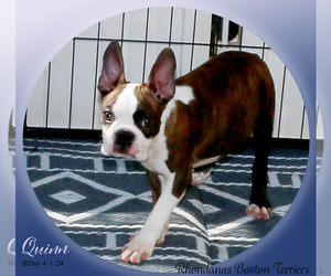 Boston Terrier Puppy for sale in MOSELLE, MS, USA