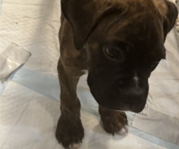 Medium Photo #5 Boxer Puppy For Sale in LANSING, MI, USA