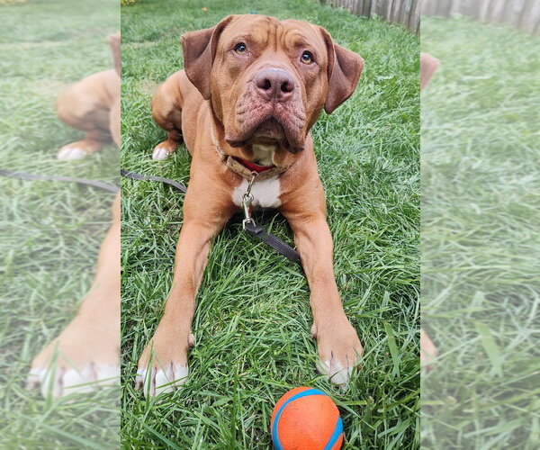 Medium Photo #3 Dogue de Bordeaux-Staffordshire Bull Terrier Mix Puppy For Sale in Minneapolis, MN, USA