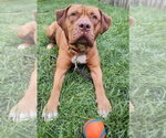 Small #2 Dogue de Bordeaux-Staffordshire Bull Terrier Mix