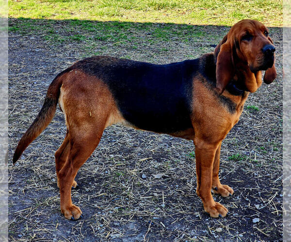 Medium Photo #1 Bloodhound Puppy For Sale in ALTAMONT, KS, USA