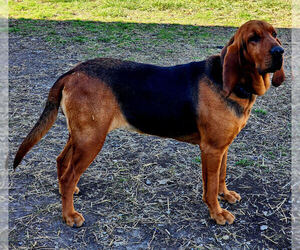 Mother of the Bloodhound puppies born on 05/01/2026