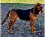 Small Photo #1 Bloodhound Puppy For Sale in ALTAMONT, KS, USA