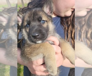Gerberian Shepsky Puppy for sale in HOLTON, MI, USA