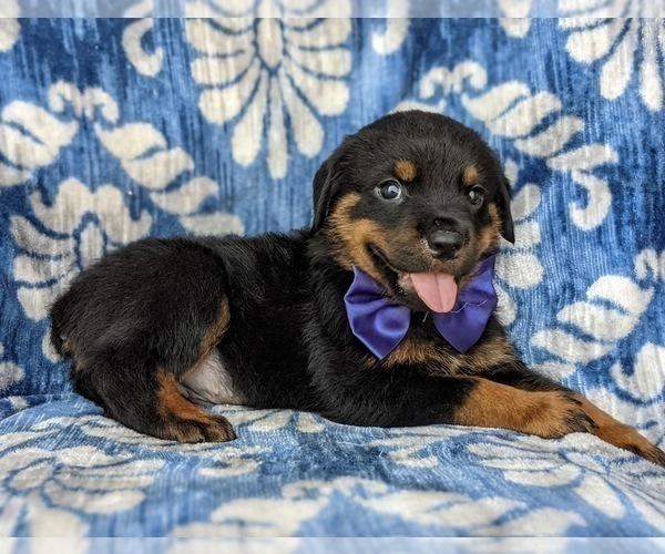Medium Photo #5 Rottweiler Puppy For Sale in GLEN ROCK, PA, USA